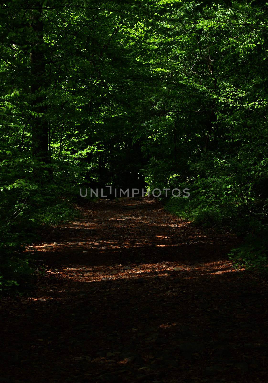 walkway in park at spring