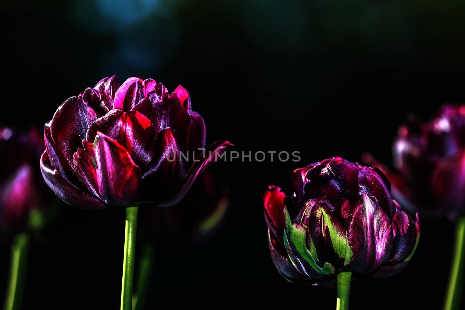 Black tulips on a dark green background