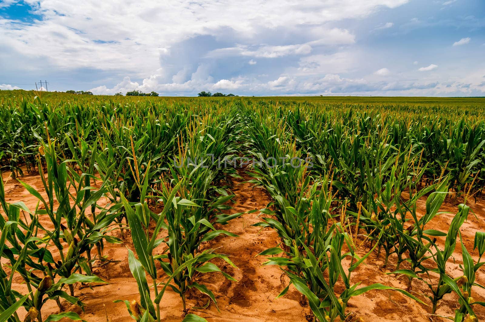 Corn field and sky with beautiful clouds / Corn field