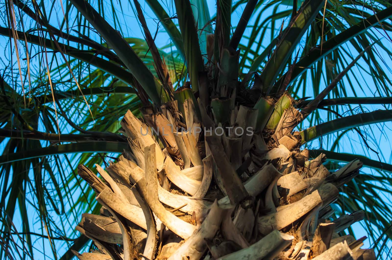 palm tree scenics at a luxury resort in florida