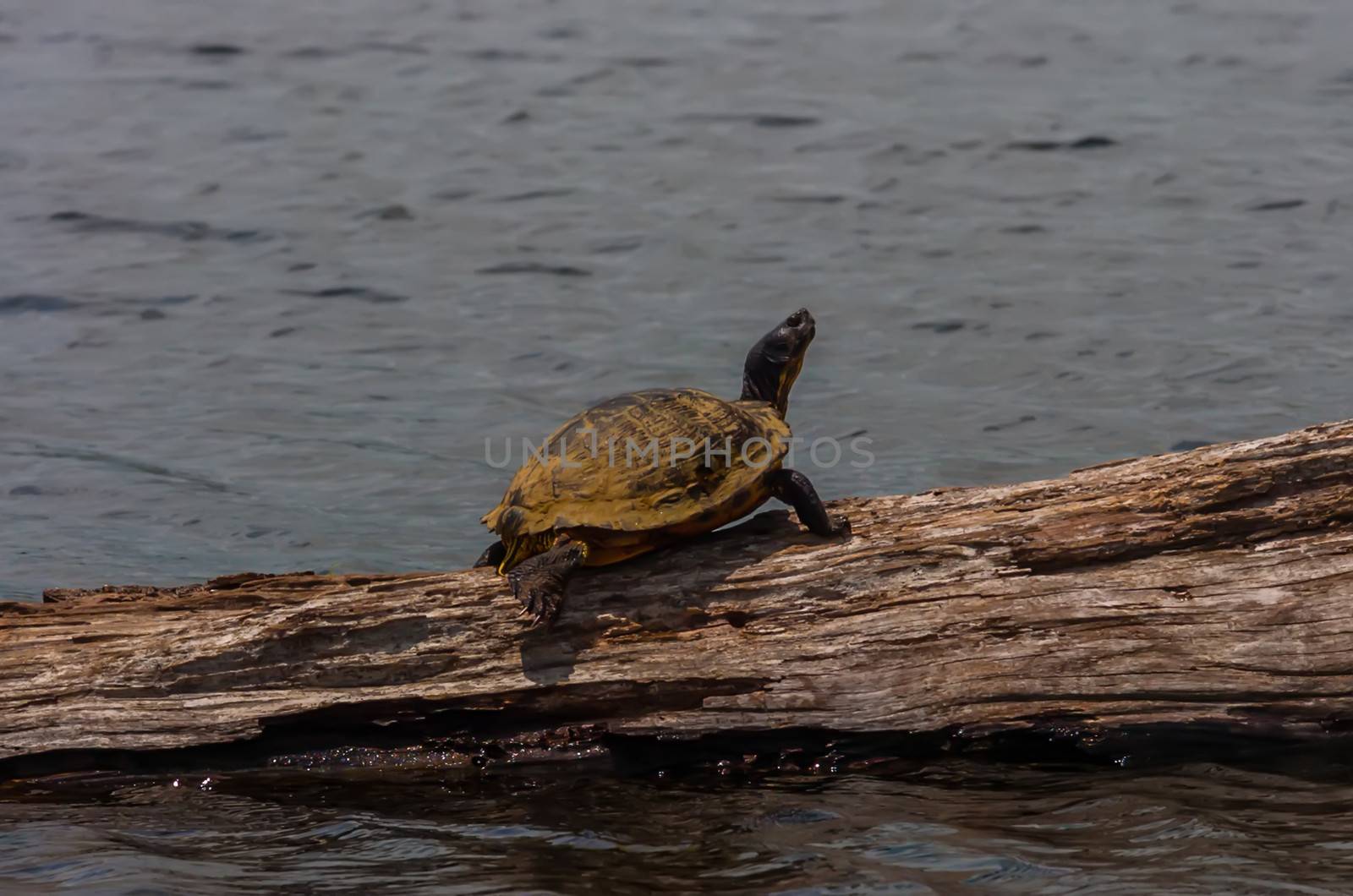 Turtle Sunning Himself On A Log In the daylight