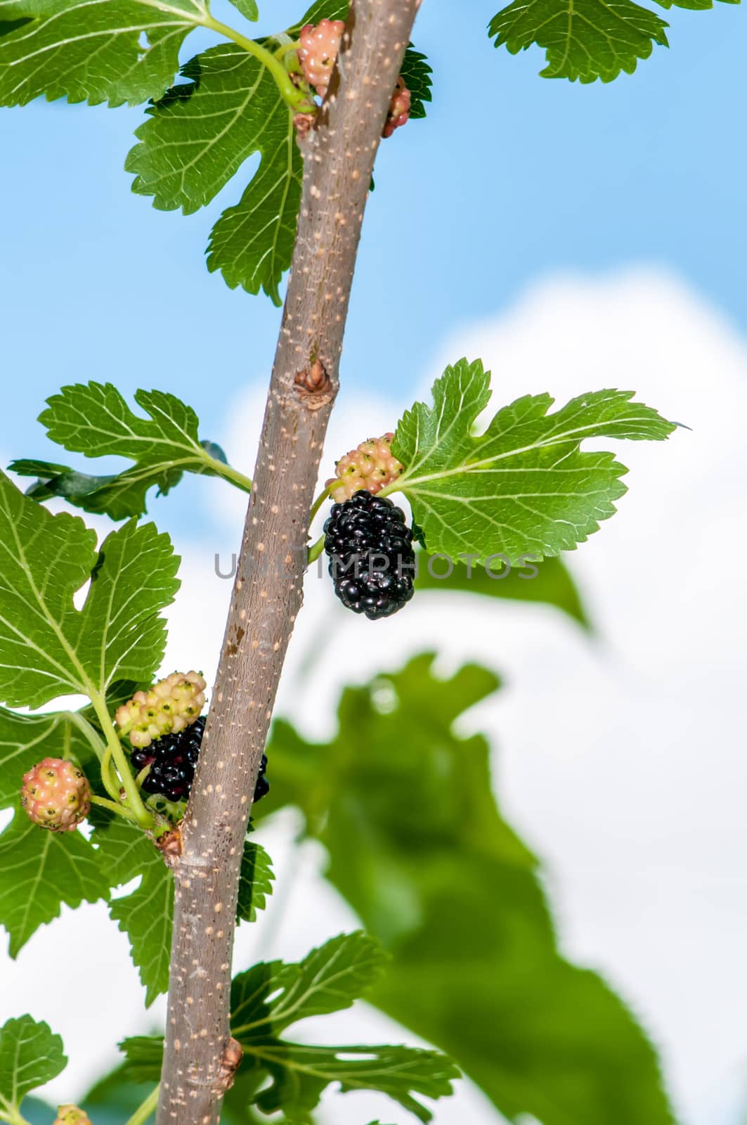 Ripe mulberry on the branches in bright sunlight