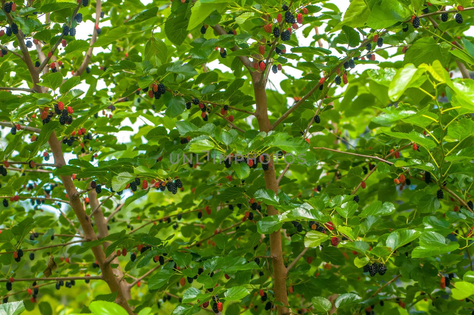 Ripe mulberry on the branches in bright sunlight