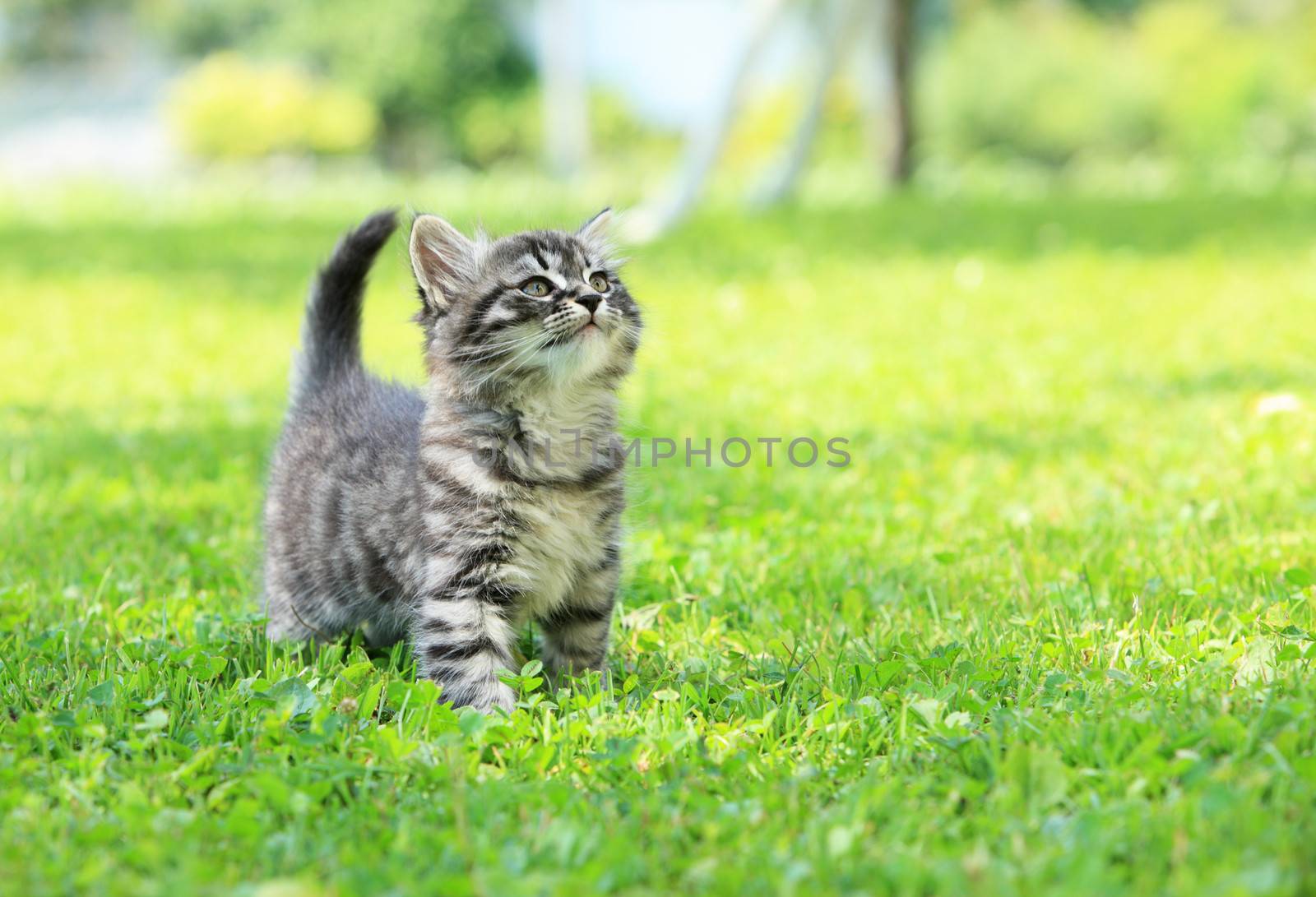 Cute little cat on the grass looking up