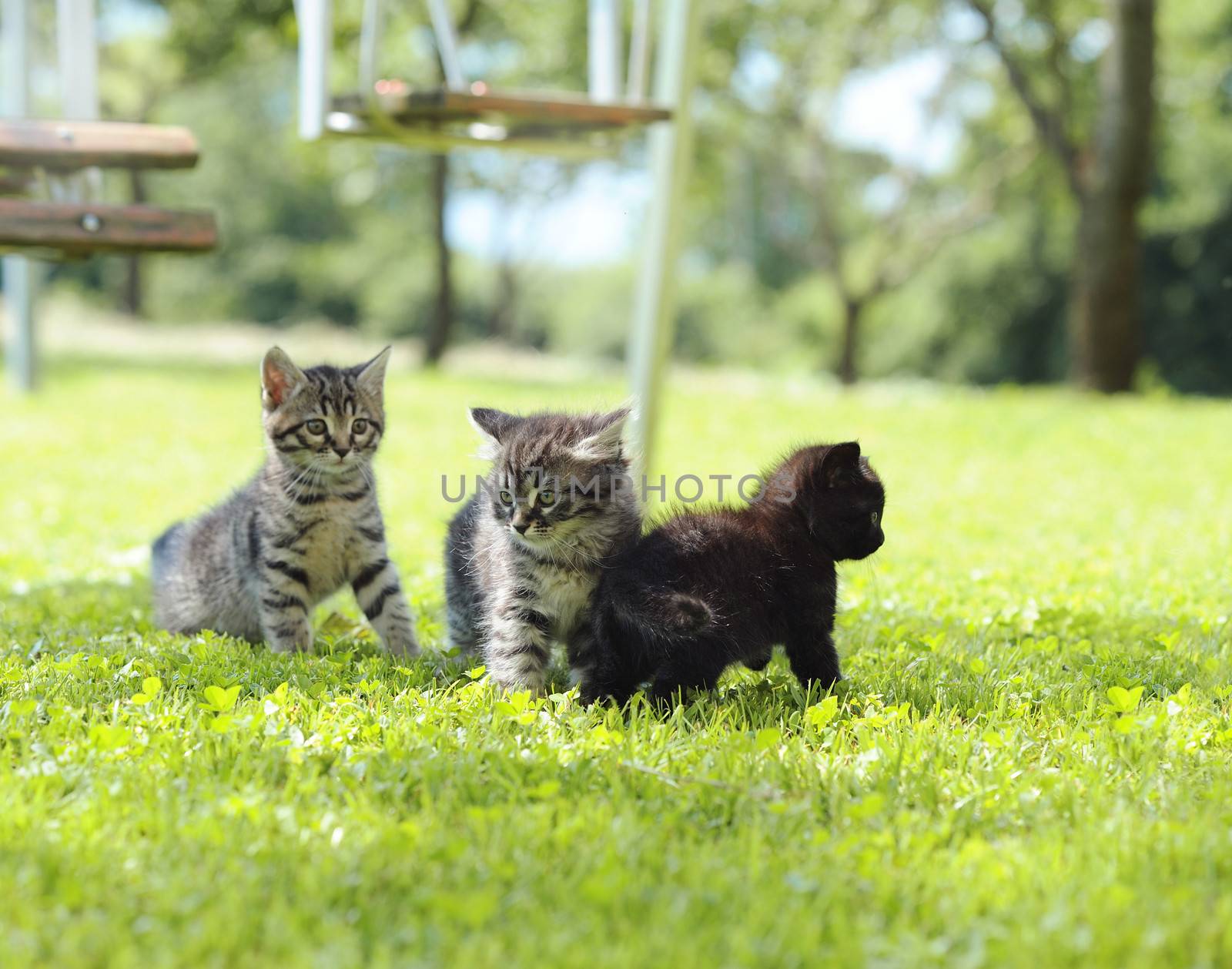 three kittens playing on the grass