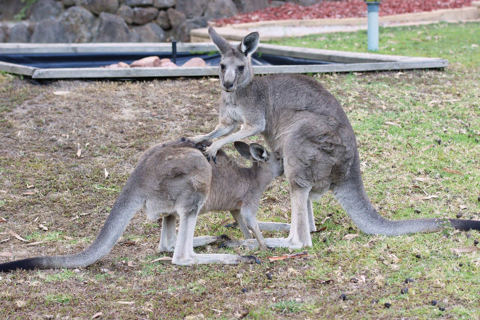 Great Grey Kangaroo by alfotokunst