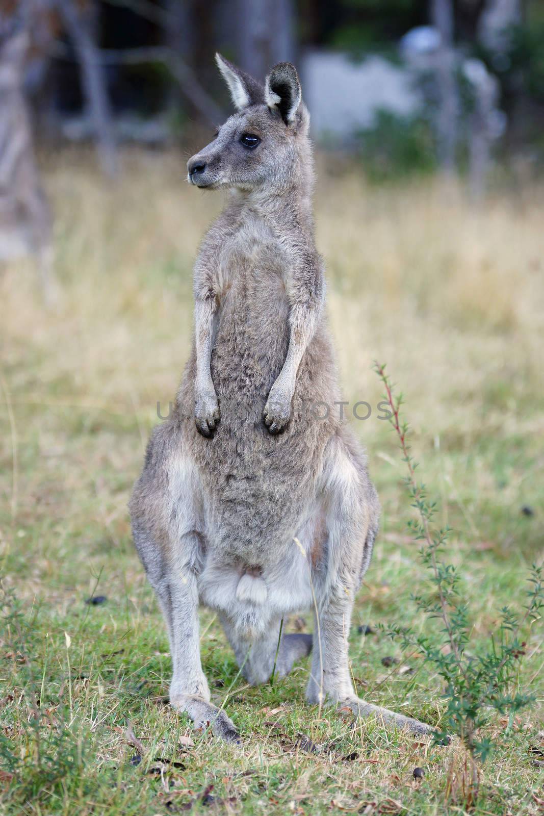 Great Grey Kangaroo by alfotokunst