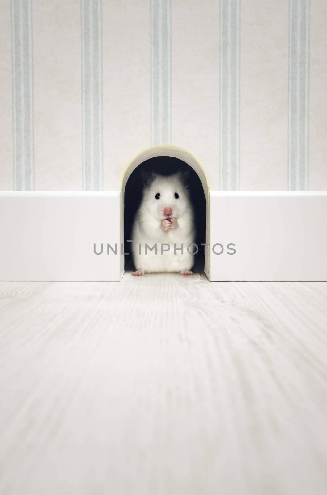 Hamster standing in his den in a house