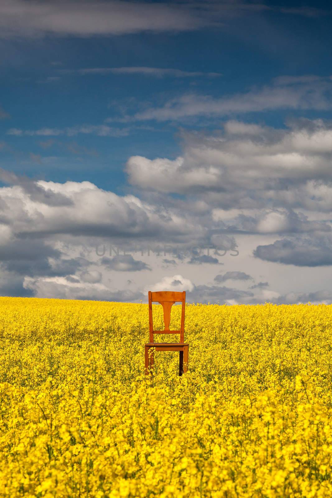 Flowers of oil in rapeseed field with lonely chair