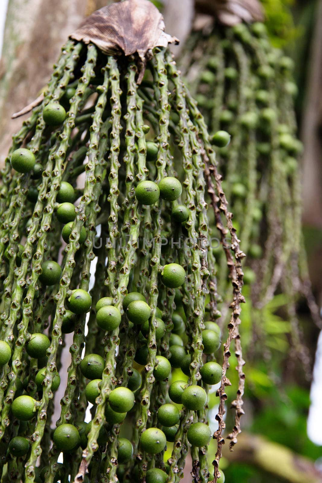 arenga pinnata palm seed by ponsulak