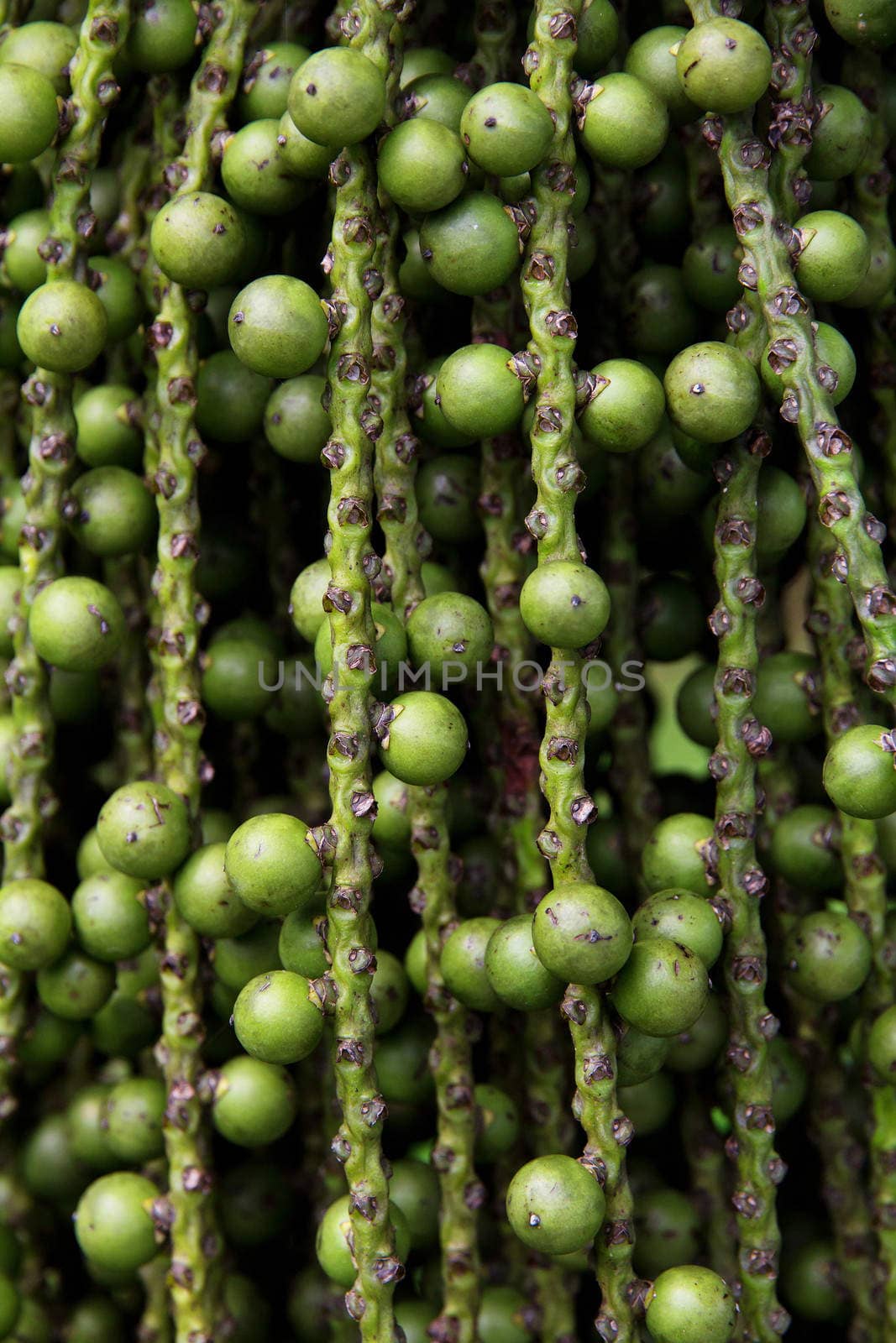 arenga pinnata palm seed background texture