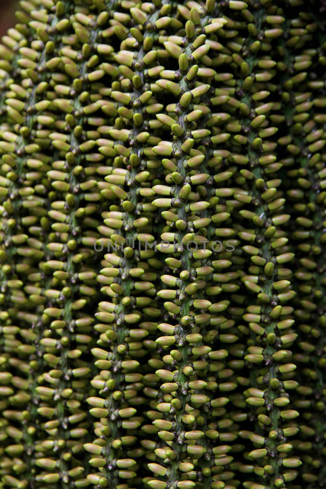 arenga pinnata palm seed background by ponsulak