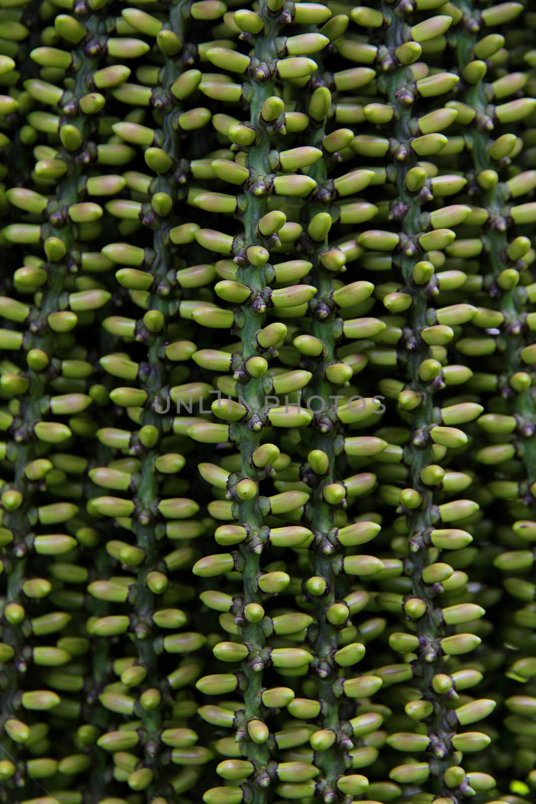 arenga pinnata palm seed by ponsulak