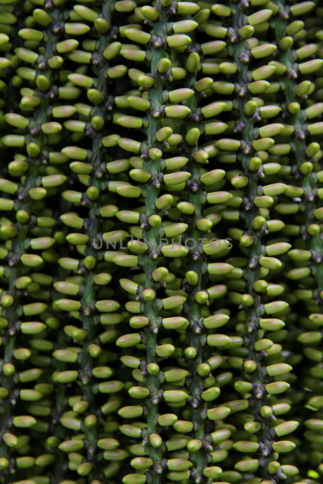 arenga pinnata palm seed