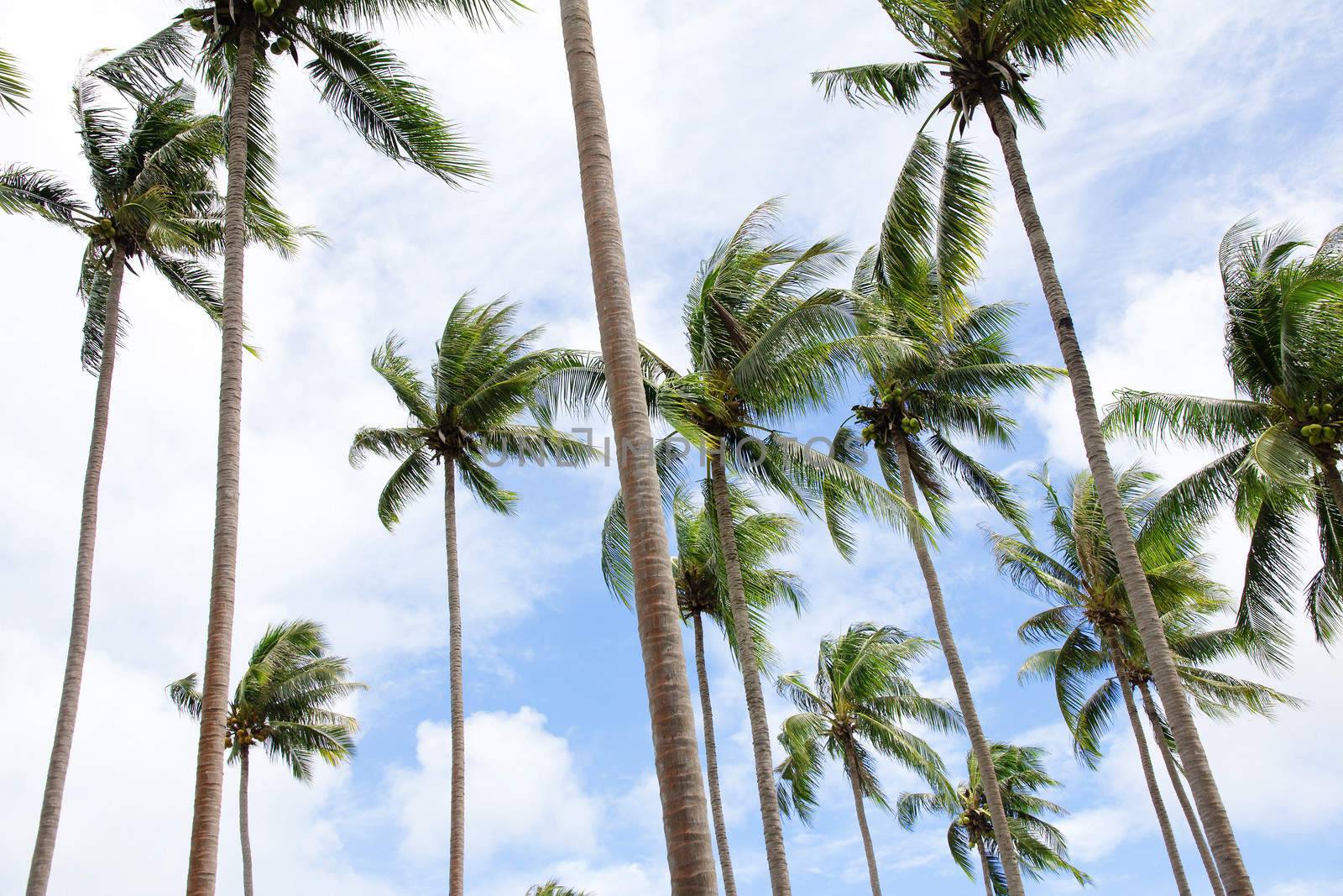 coconut palm trees by ponsulak