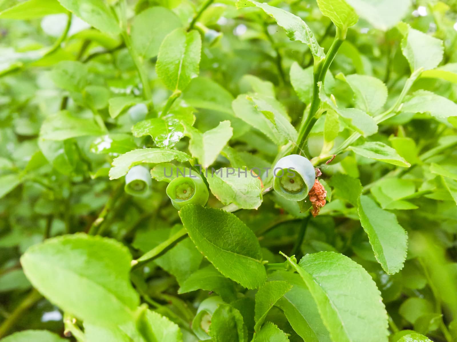 Uncultivated green blueberry, towards fresh green background