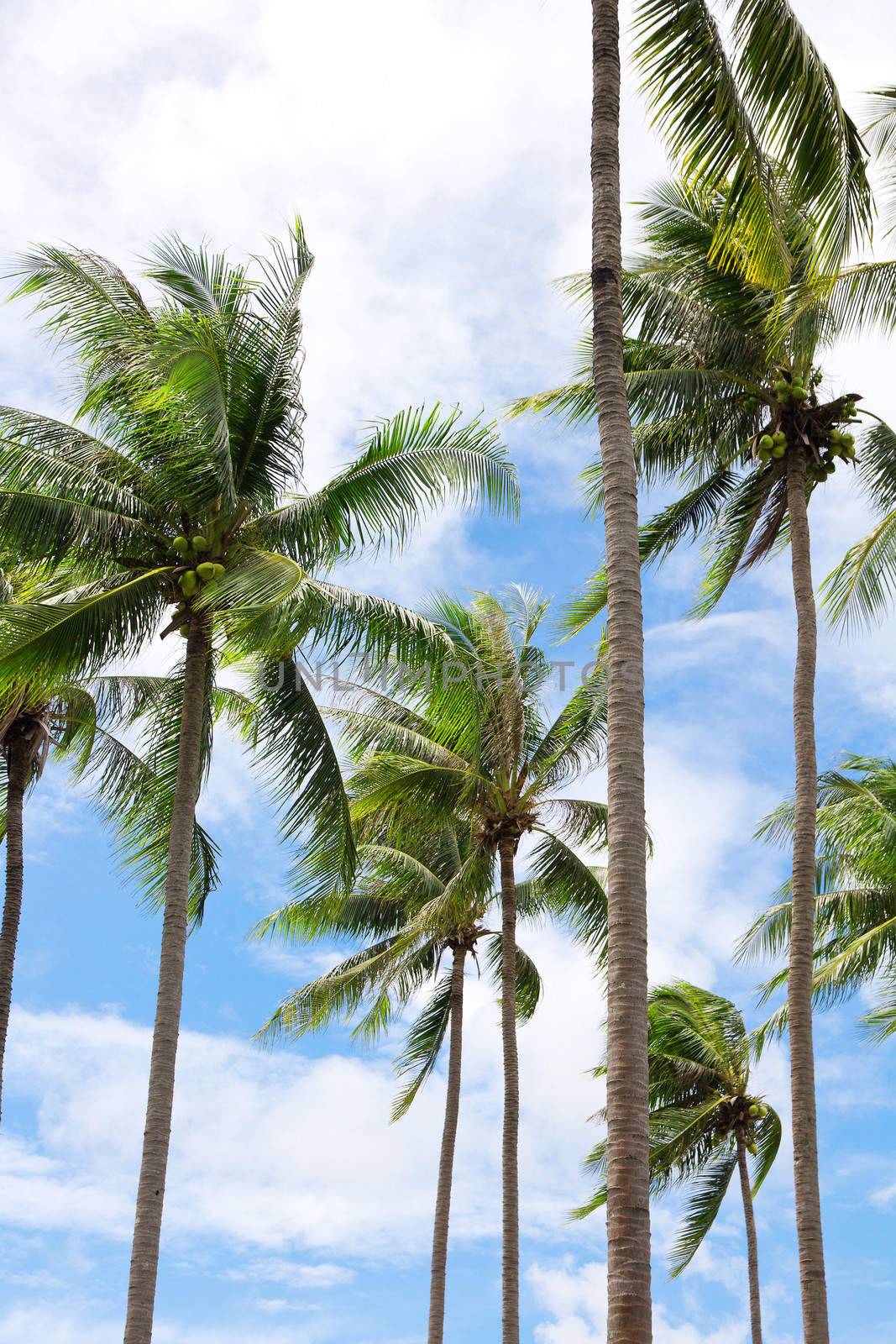 Group of coconut palm trees by ponsulak