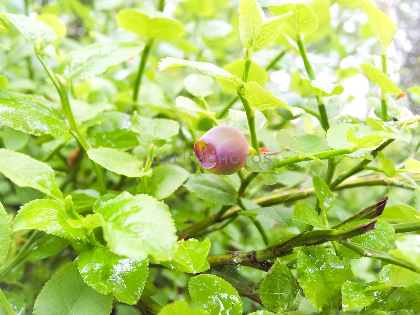 Uncultivated red blueberry, towards fresh green background