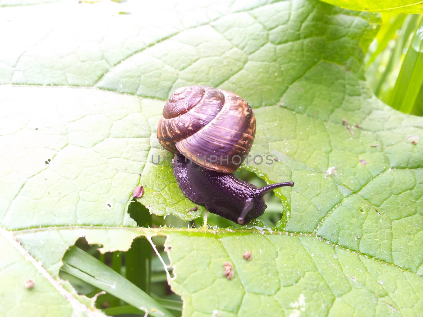 Snail with house, eating by Arvebettum