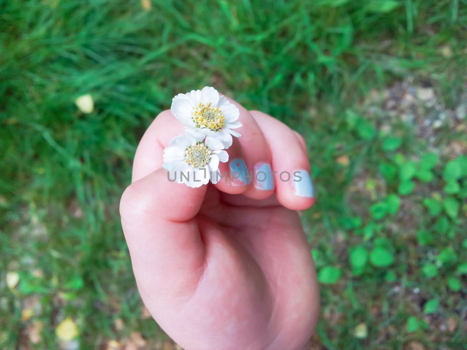Toddler holding small white flowers with light blue manicure