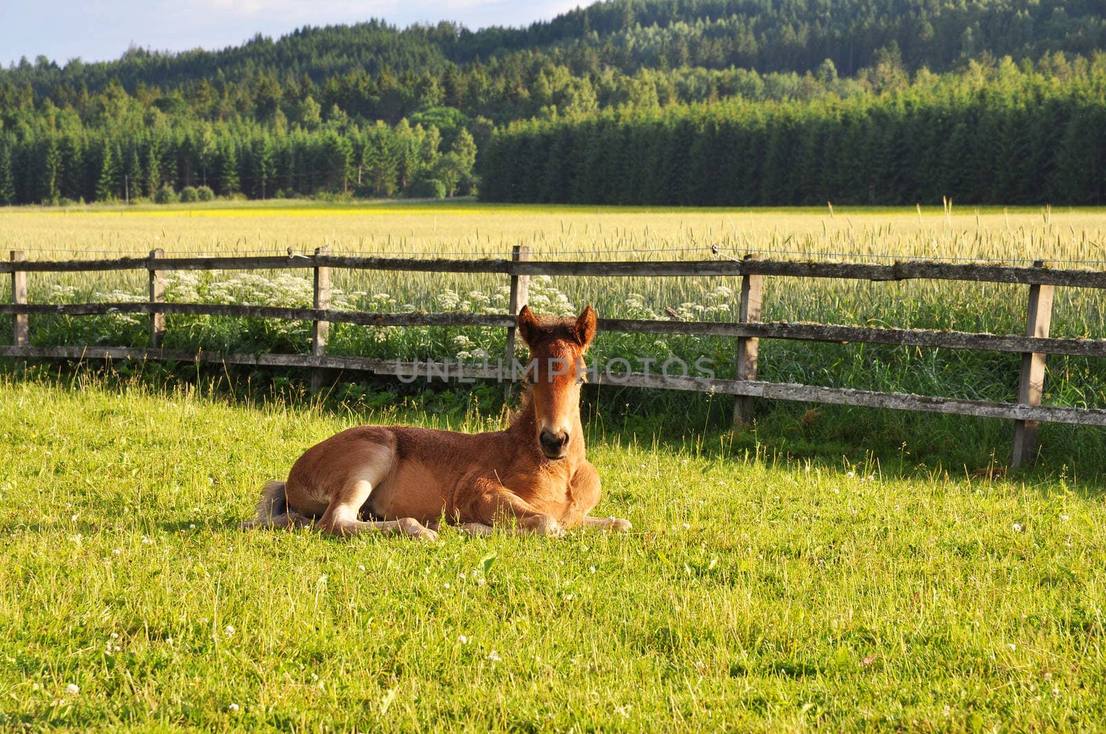 Red foal resting in green grass with fields and forrest in the background.