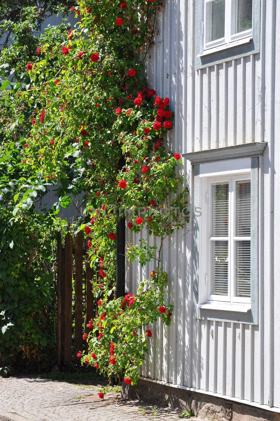 Red rose climing the exterior wall of an old wooden house.