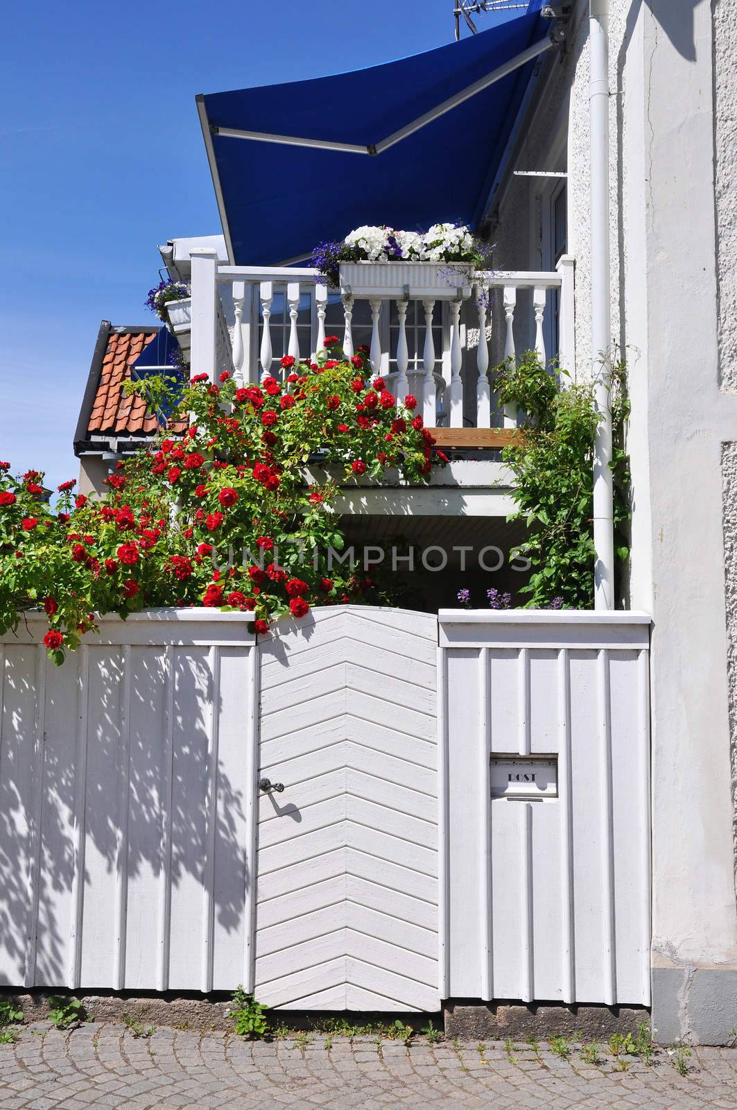 Red roses, climbing on fence and idyllic balcony.
