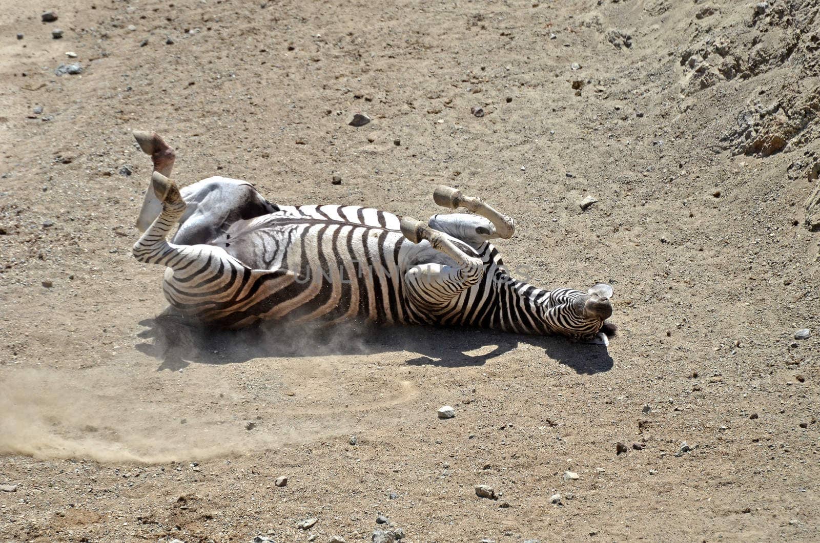 A zebra scratching the back on the ground.