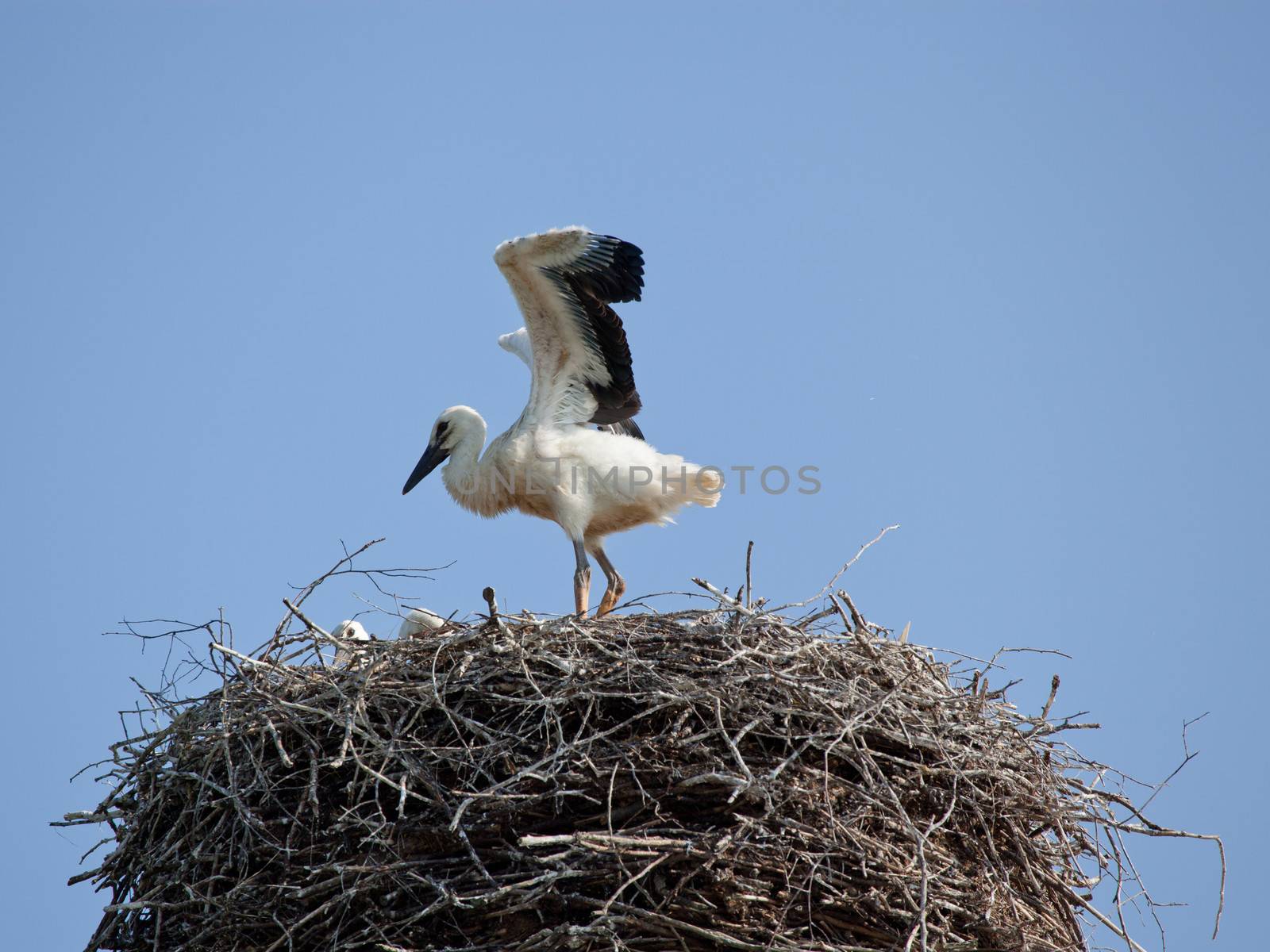 White stork baby birds in a nest by fotooxotnik