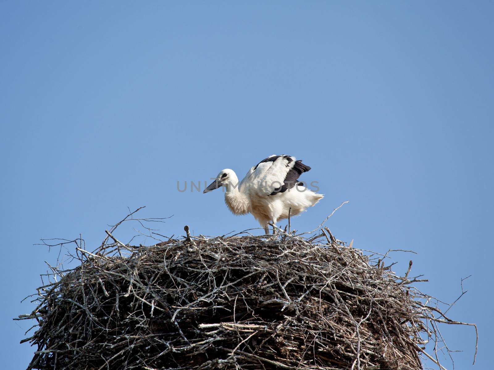 The white stork young baby birds costs in a big nest from rods