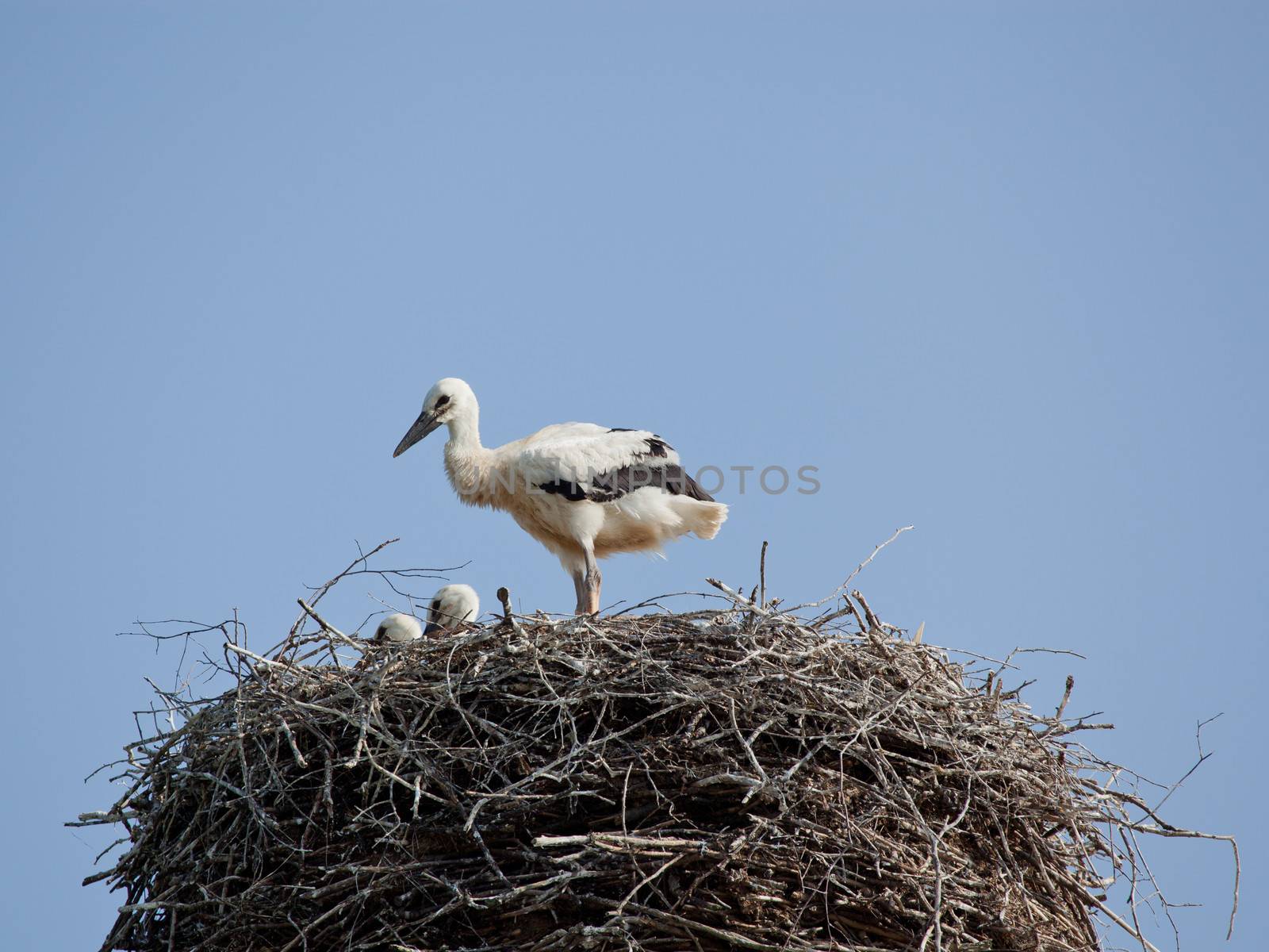 White stork baby birds in a nest by fotooxotnik