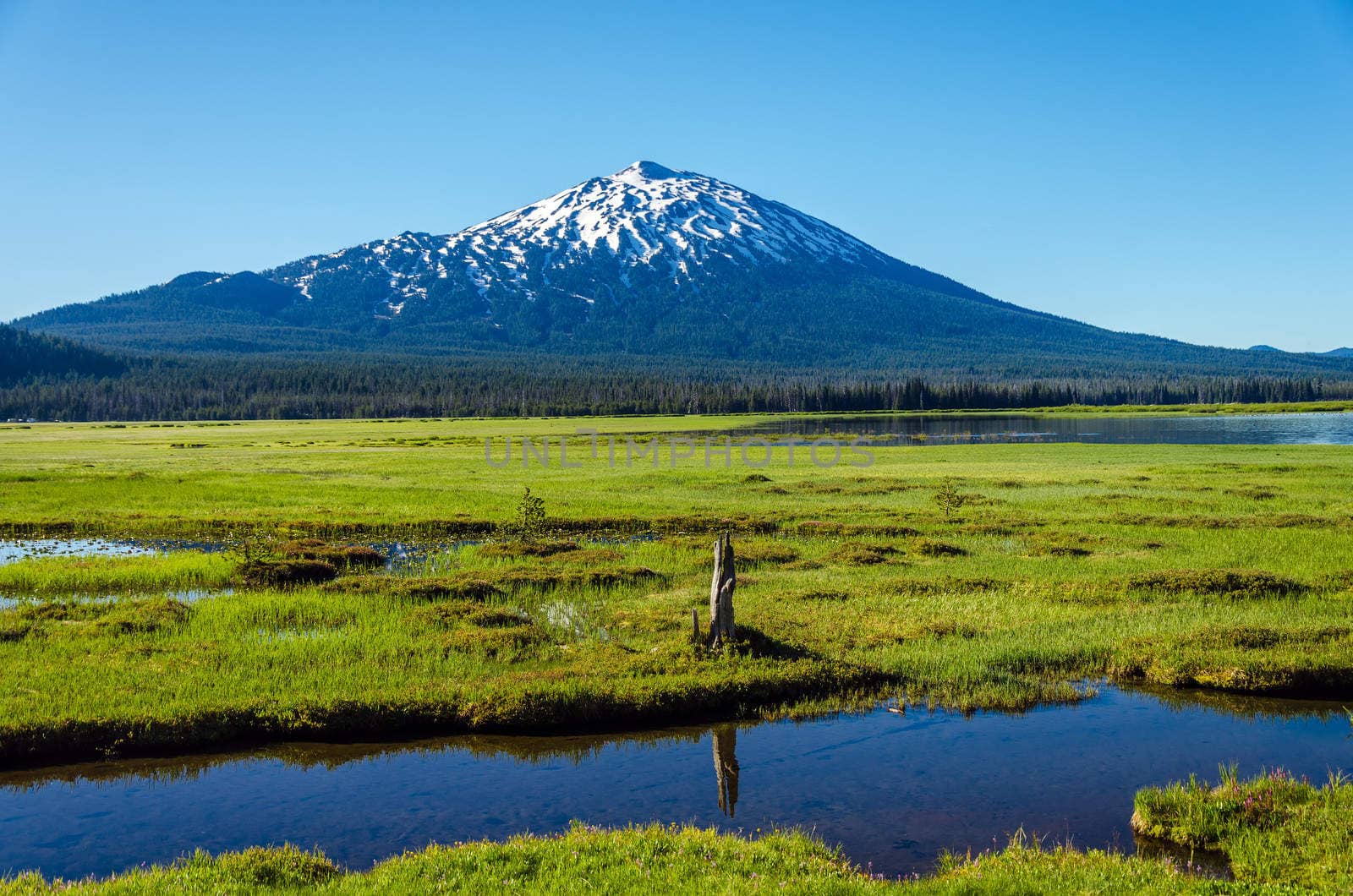Mount Bachelor viewed from a lush green meadow in Central Oregon