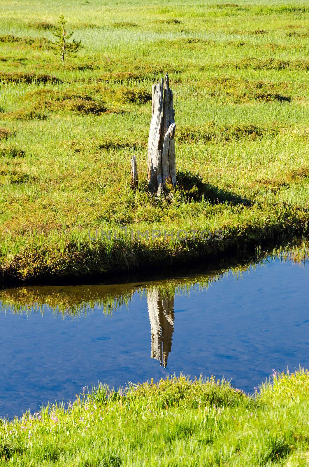 Tree Stump Reflection by jkraft5