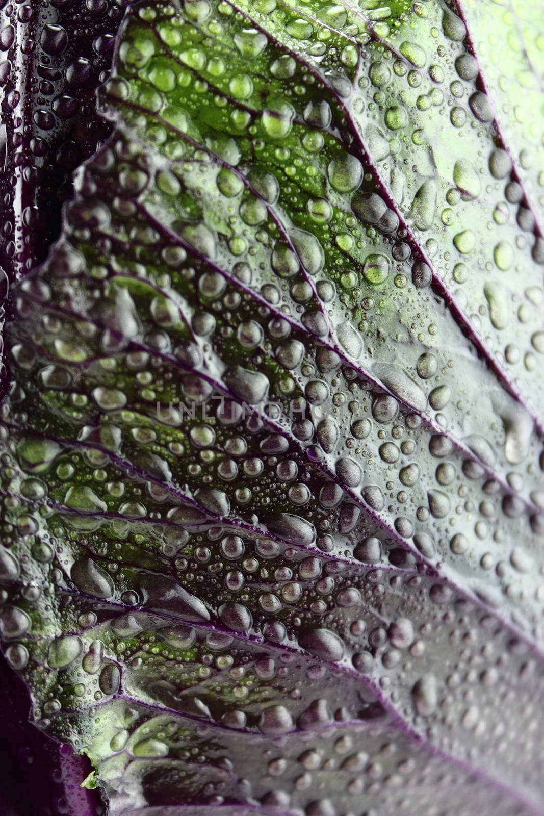 fresh red cabbage with water drops .