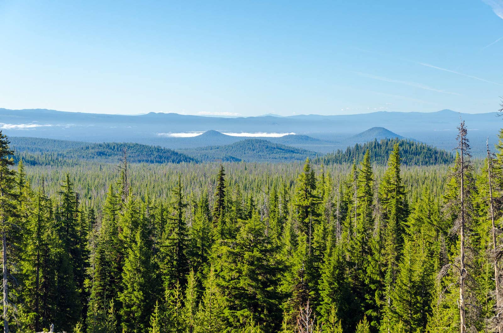 Thick pine tree forest with rolling blue hills in Central Oregon