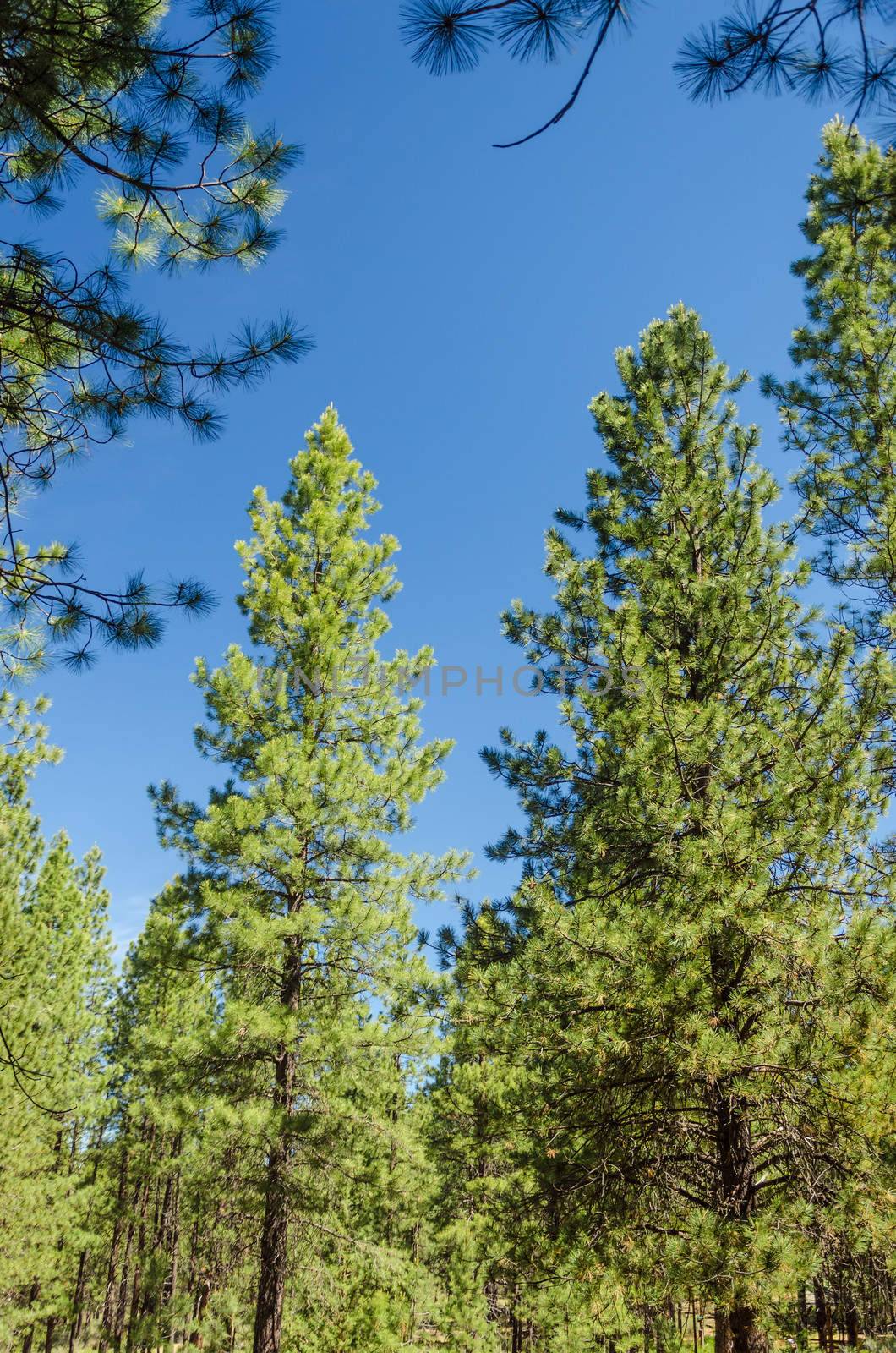 Pine trees in the dry climate of Central Oregon