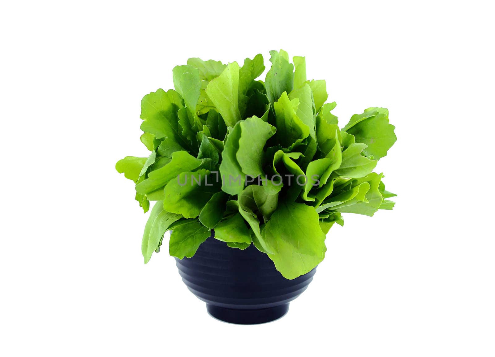 Green Rocket or Roquette leaves isolated on white background