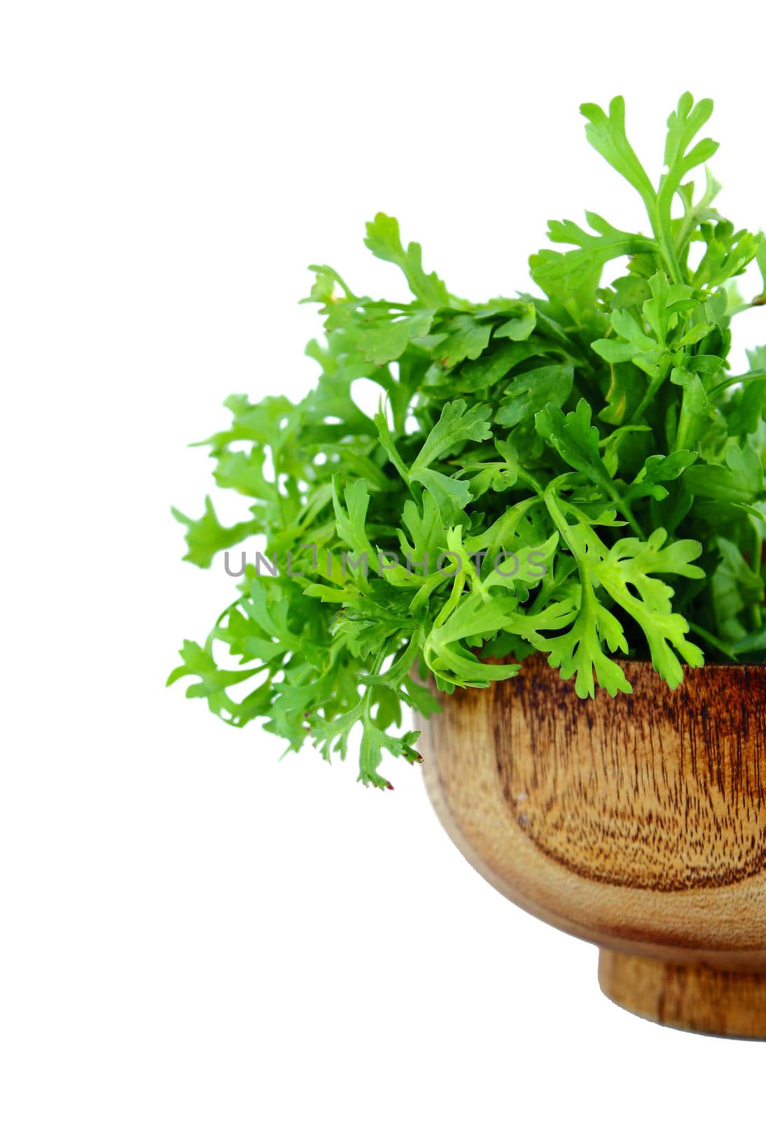 Fresh water cress or garden cress herbs isolated on white background