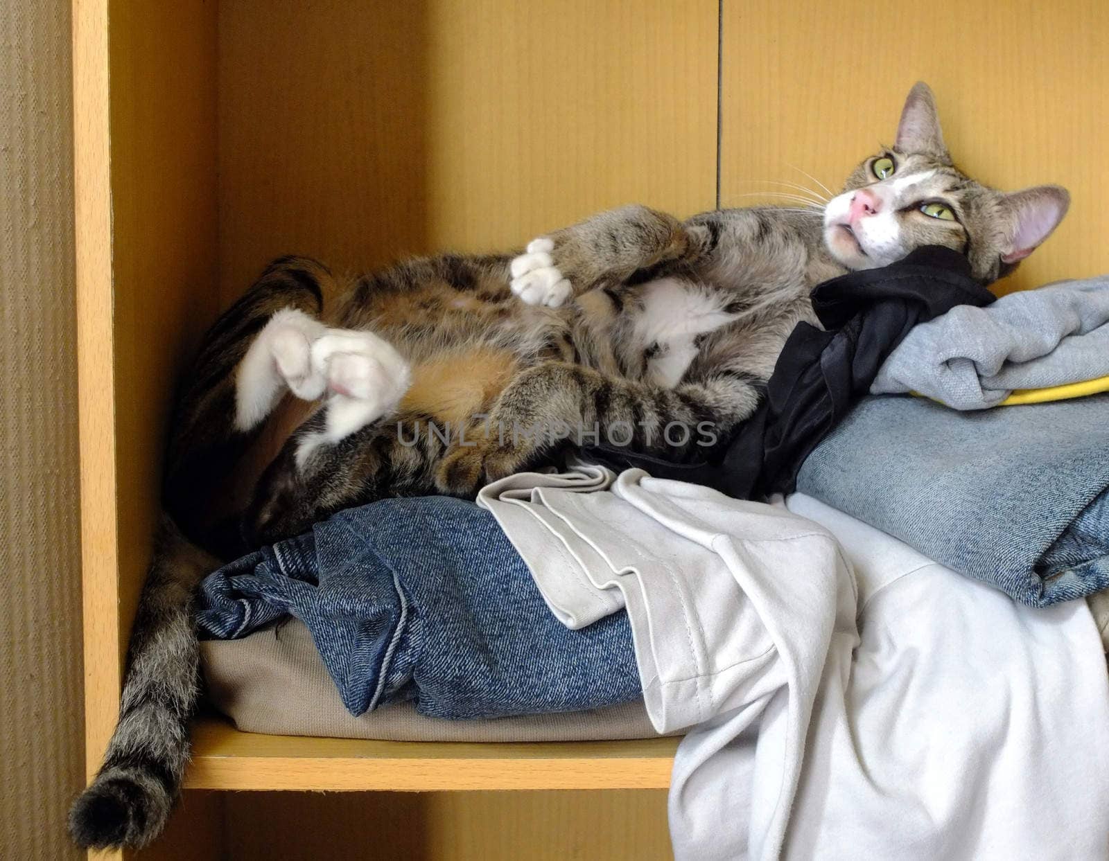 Cat lying on clothes by Komar