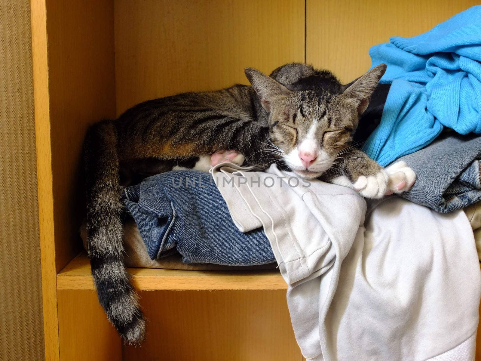 Cat asleep on clothes by Komar