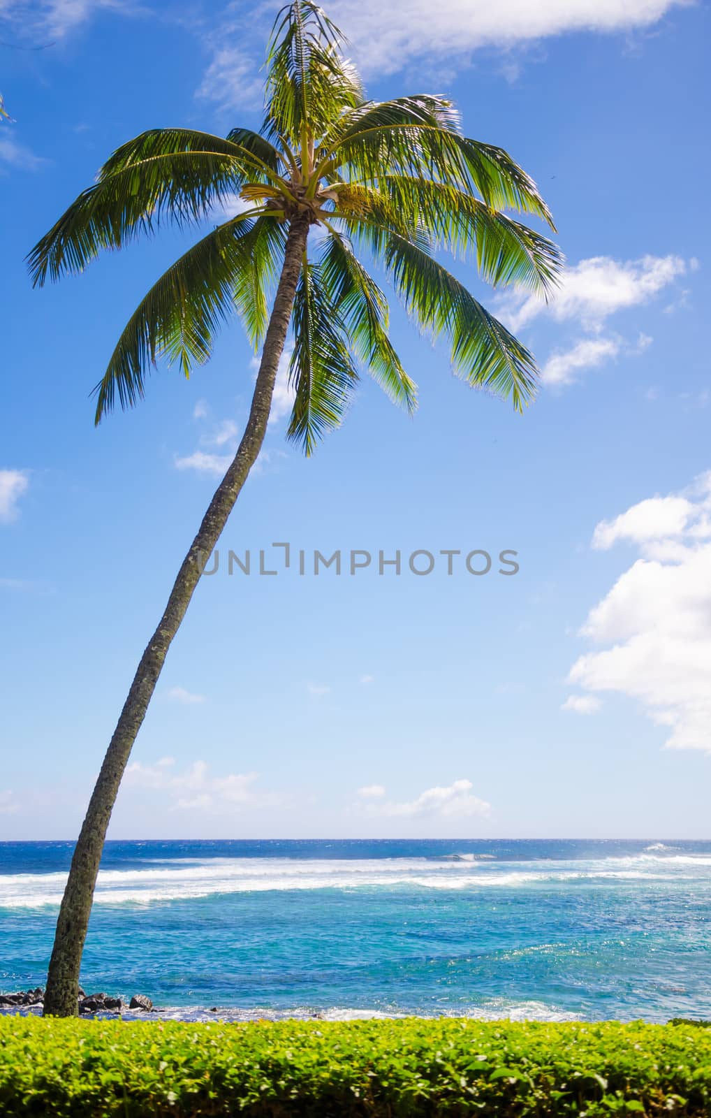 Palm trees by the ocean  by EllenSmile