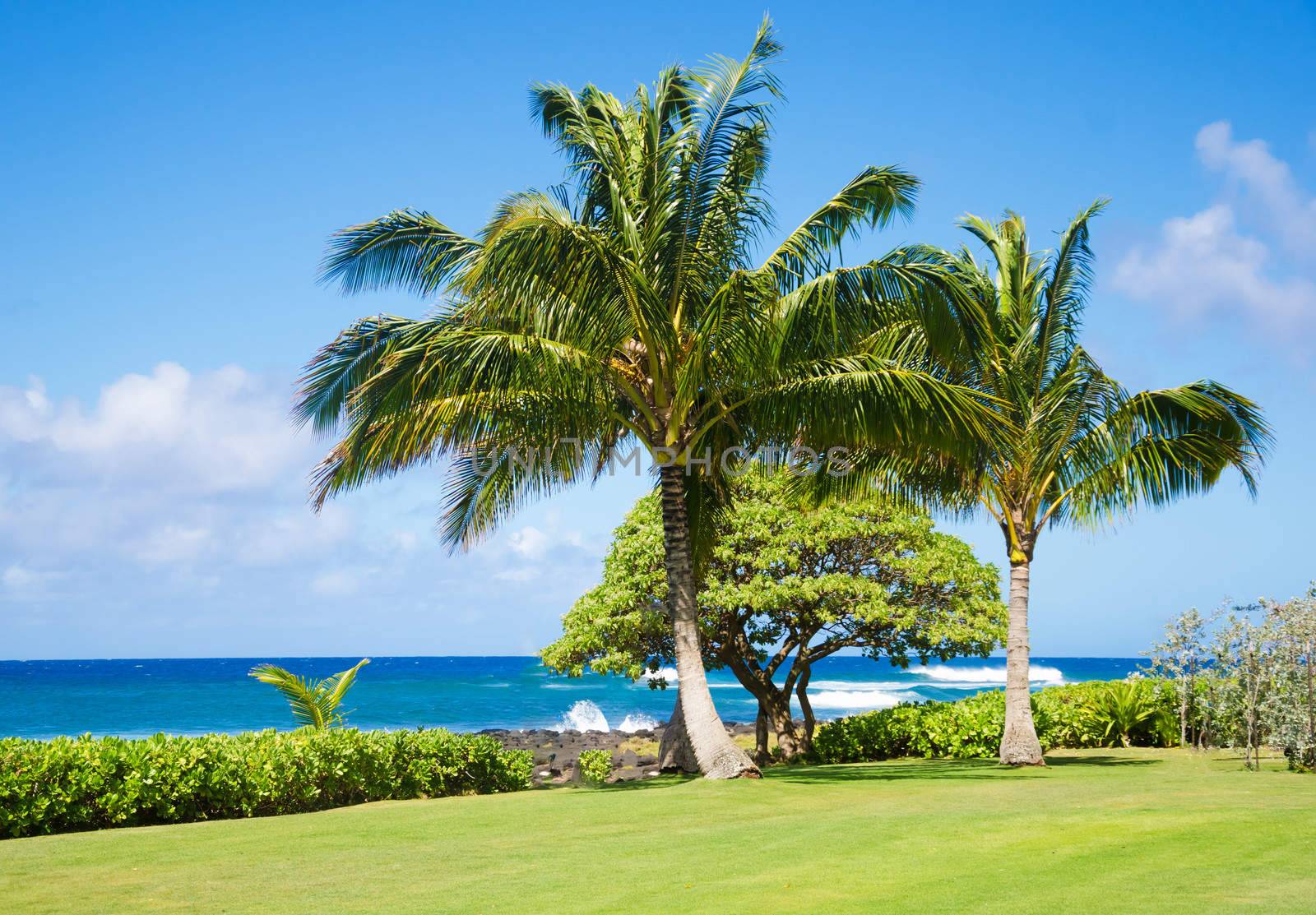 Coconut Palm tree by the ocean in Hawaii, Kauai