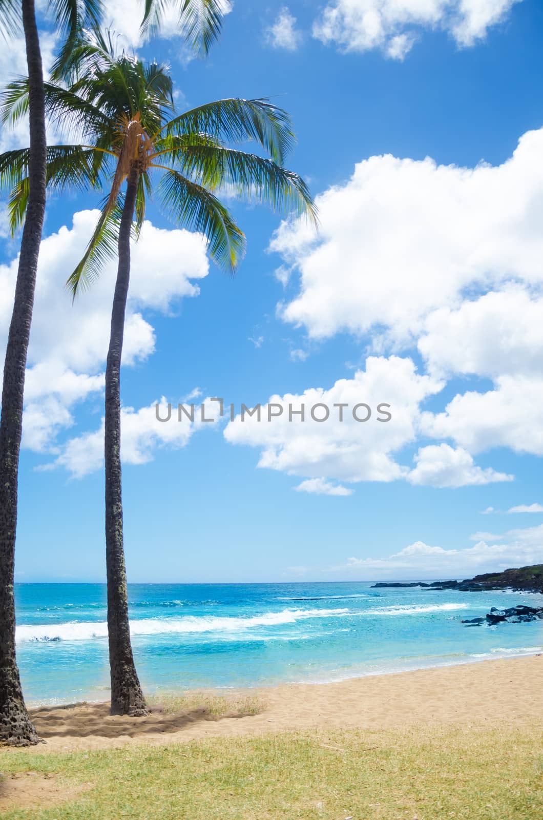 Coconut Palm tree on the sandy Poipu beach in Hawaii, Kauai