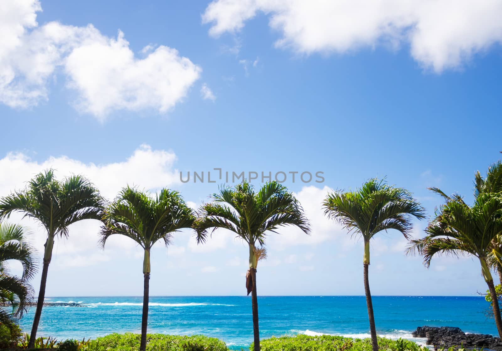 Coconut Palm tree by the ocean in Hawaii, Kauai