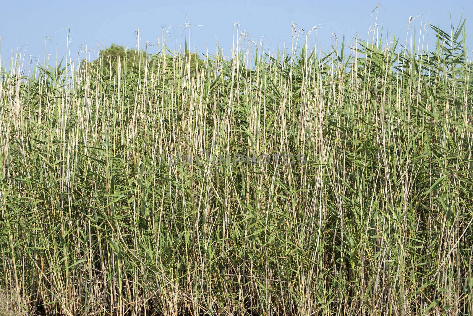 Green marsh vegetation closeup as background