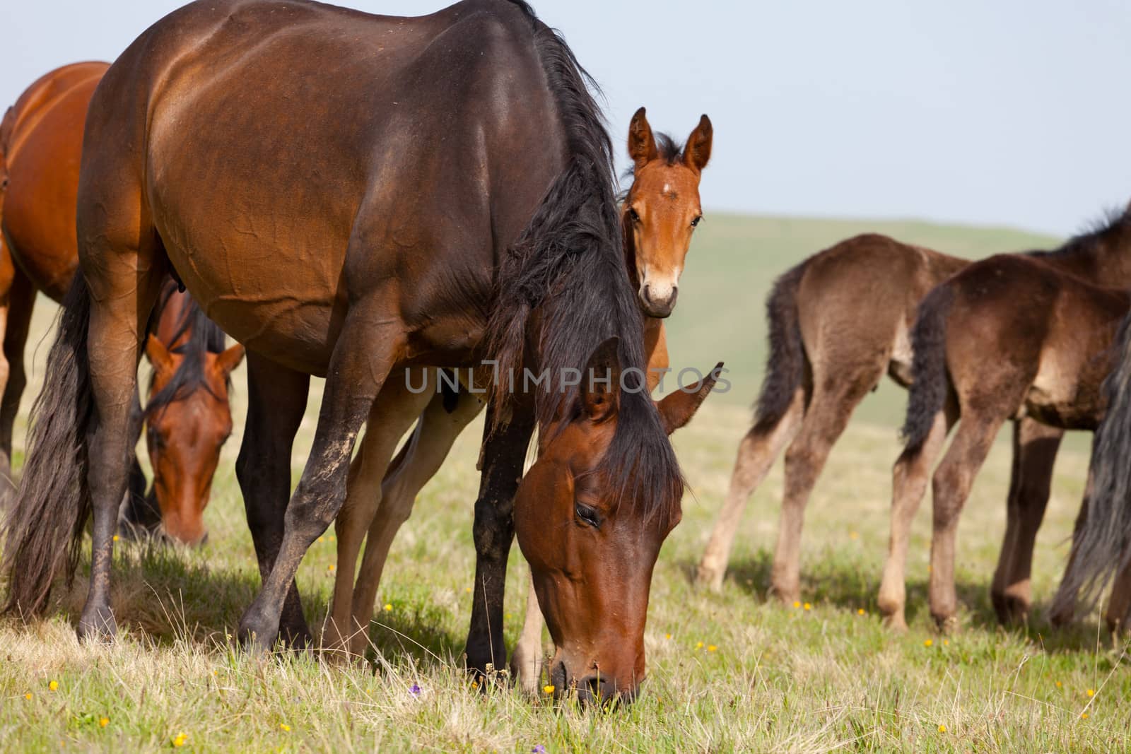 Herd of horses on a summer pasture. Elbrus, Caucasus, Karachay-Cherkessia