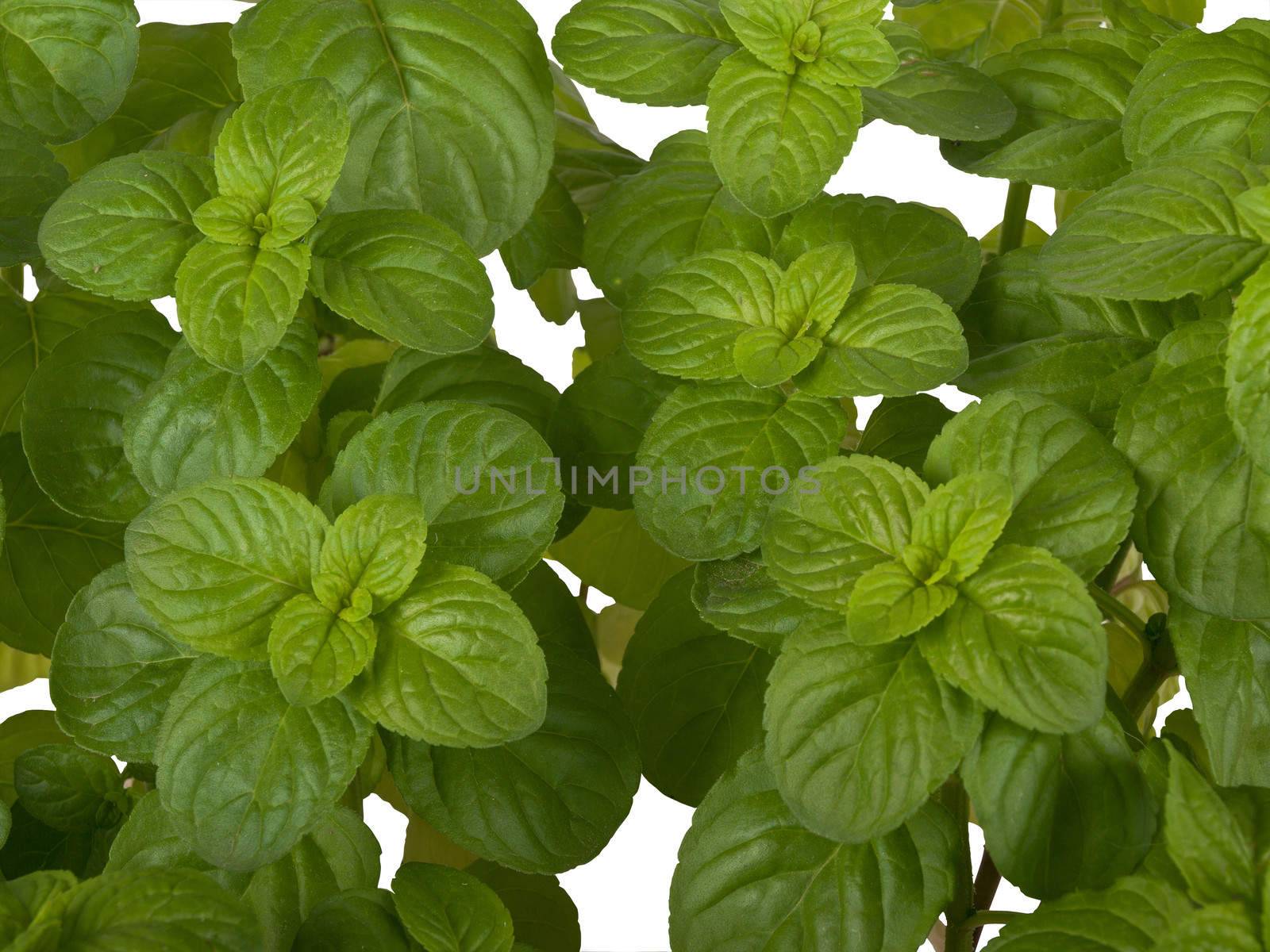 mentha plant isolated on white background