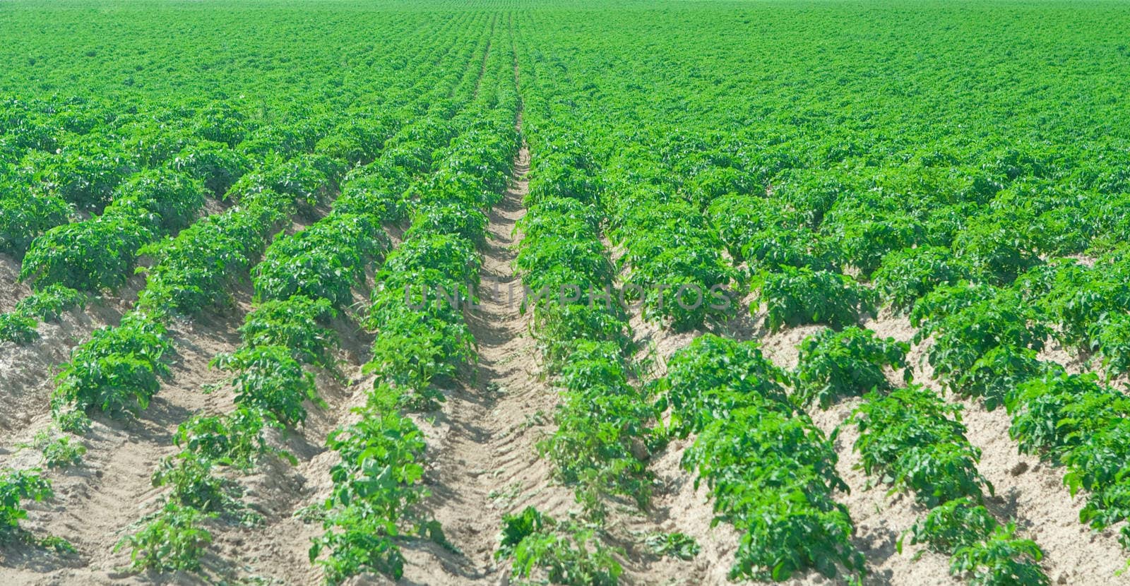 close up rows of potato