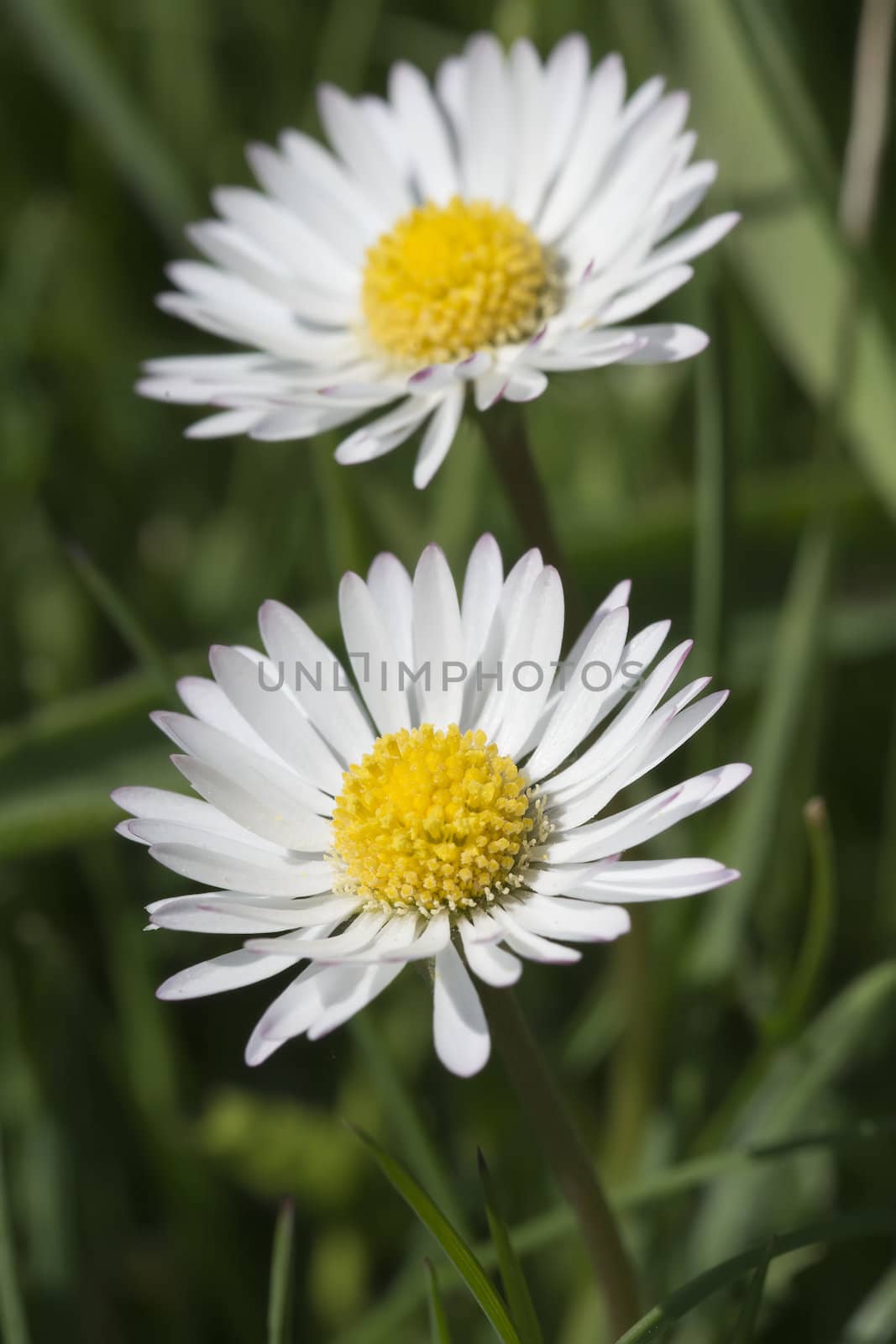 Closeup from two common daisies in its environment.
