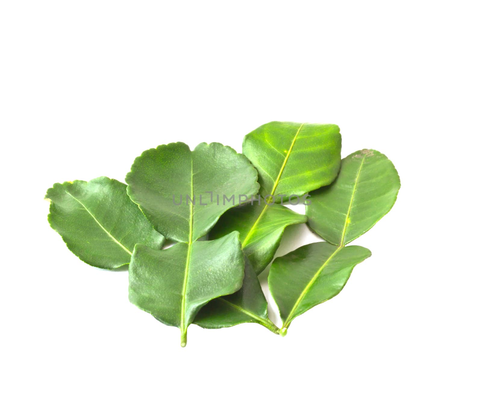 Kaffir lime leaves isolated on white background